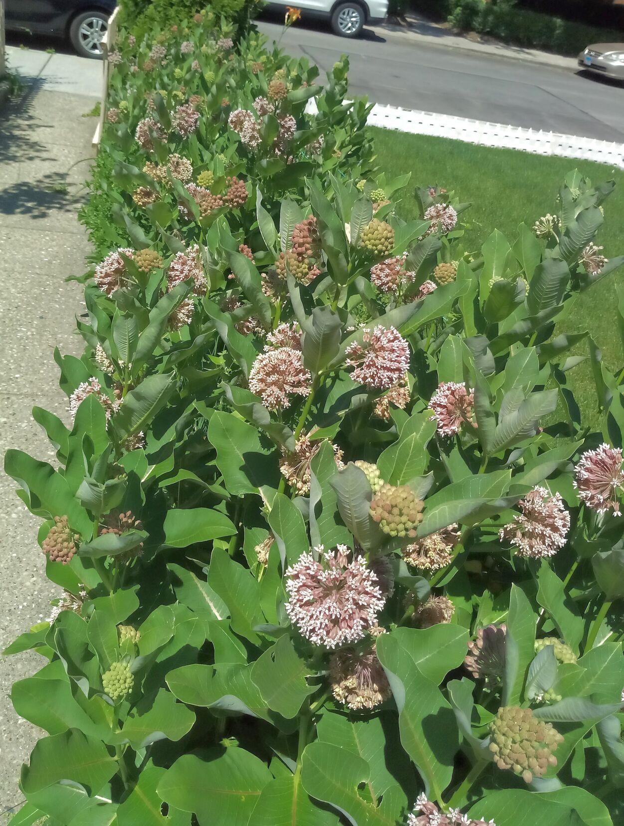 milkweed patch
